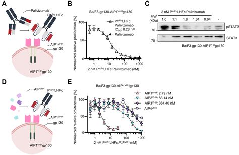 Respiratory Syncytial Virusapproved Mab Palivizumab As Ligand For Anti