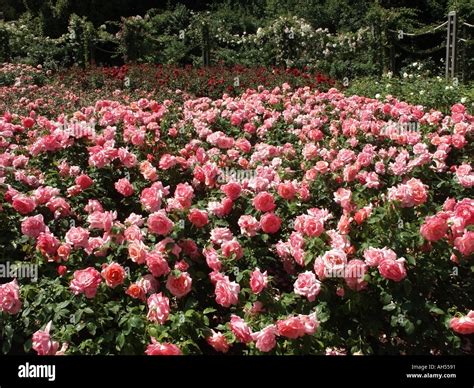 Regents Park London Rose Gardens in full summer flower a peaceful Stock ...