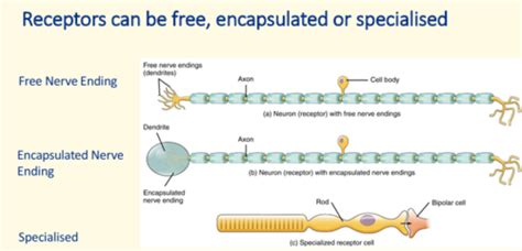 Nervous System Principle Of Sensation L4 1 Flashcards Quizlet