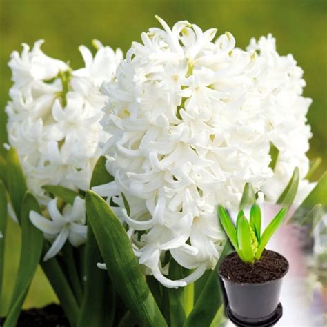 Гиацинт White Pearl в горшке • купить Гиацинт White Pearl в горшке по ...