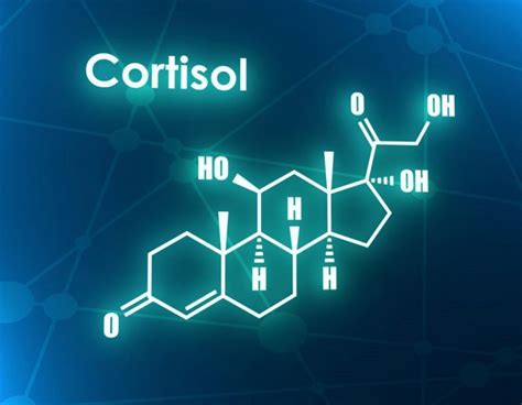 ¿qué Es El Cortisol Semanario Extra