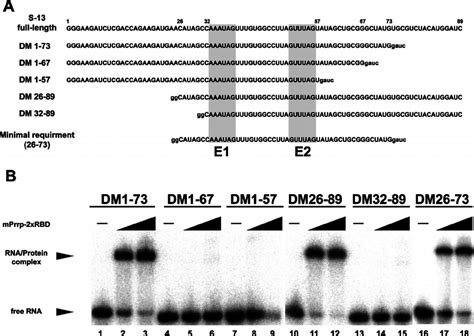 Minimum Sequence Requirement Of S 13 Rna A The Sequences Used For