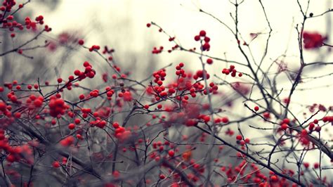 Fond d écran Baies branche la nature les plantes Brindilles