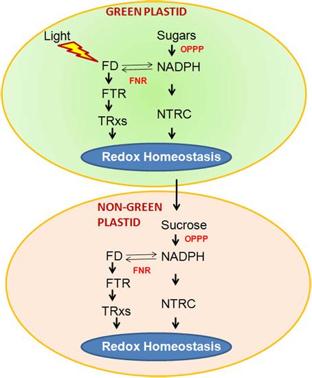 Two Operational Pathways In Chloroplasts Of Photosynthetic Tissues To Download Scientific