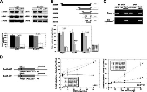 Knockdown Of MYCN MYC Expression And Disruption Of MYCN MYC Binding To