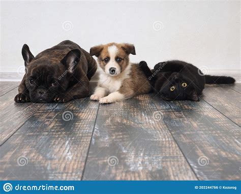 Cachorro De Perro Adulto Y Gato Tirados En El Suelo Foto De Archivo