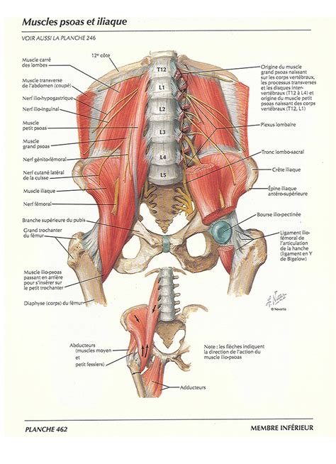 Muscles Psoas Et Iliaque Site De Courir Et Comprendre