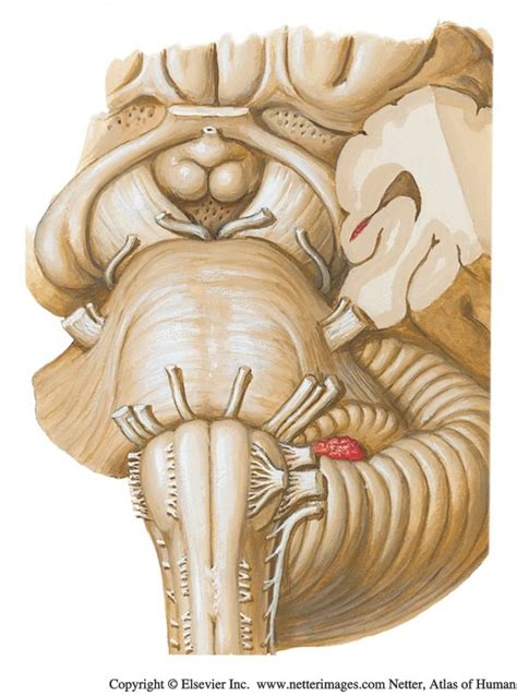 Anterior Medulla Diagram Quizlet