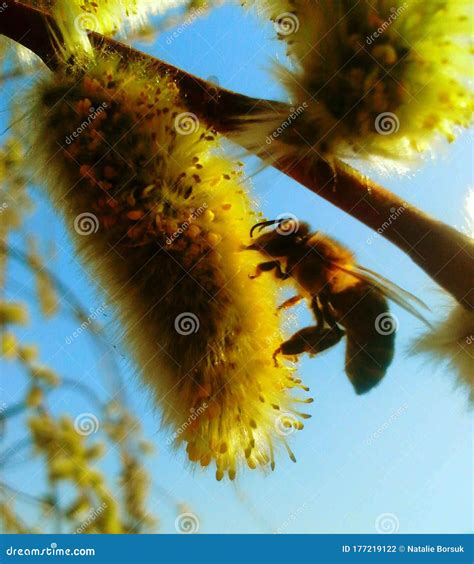 Bee collecting nectar stock photo. Image of background - 177219122