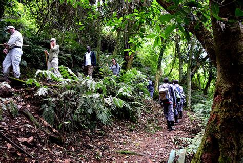 3 Day Fly In And Track Gorillas Kwezi Outdoors Uganda Safari Experts