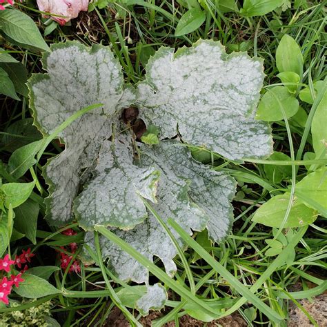 Powdery Mildew How To Identify The Fungus And Eradicate It