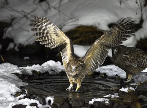 Blakiston's Fish-Owl | BirdNote