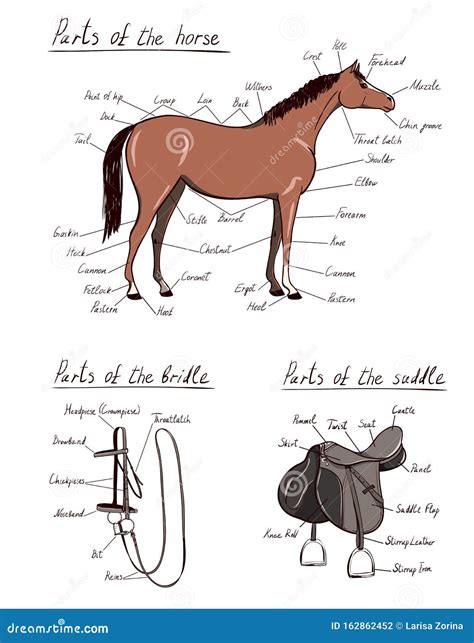 Parts Of Horse Saddle Bridle Set Equine Anatomy Equestrian Scheme