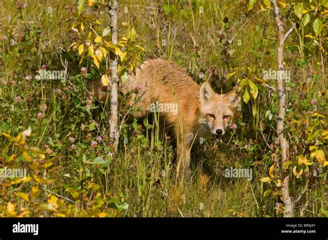 Fox Hunting Hi Res Stock Photography And Images Alamy
