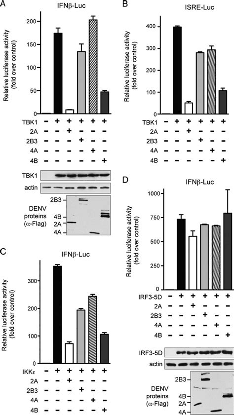 NS2A And NS4B Dose Dependently Inhibit RIG I And MAVS Directed IFN