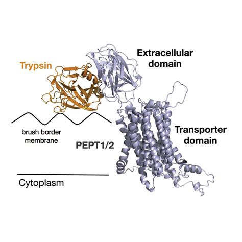 Crystal Structures Of The Extracellular Domain From PepT1 And PepT2