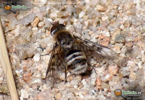 Bee Fly - Villa sp.