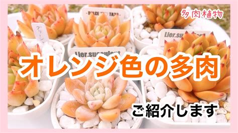 【多肉植物】【ガーデニング】オレンジ色の多肉🧡ご紹介します！紅葉シーズンの今だからこそ！旬なビタミンカラー多肉、とっても可愛いですよ🧡