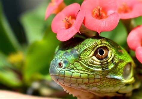 Most Common Types Of Iguanas In Florida