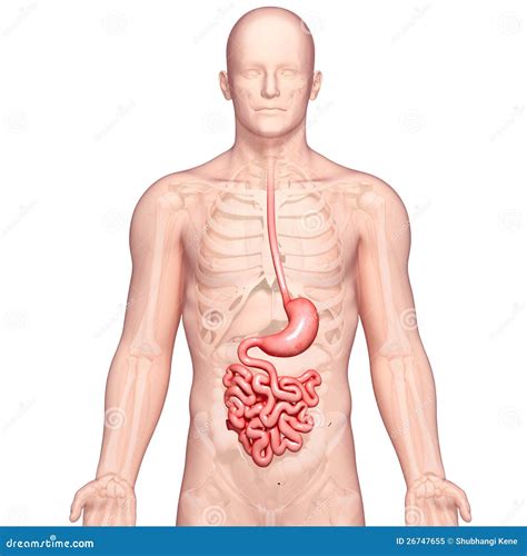 Anatomy of human stomach stock illustration. Illustration of ...