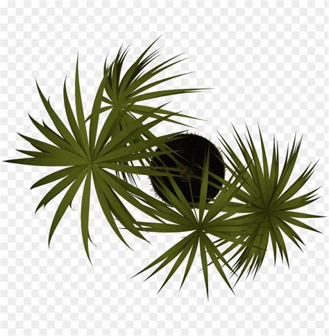 Free Png Plant Png Images Transparent Vegetaci N En Planta Png Image