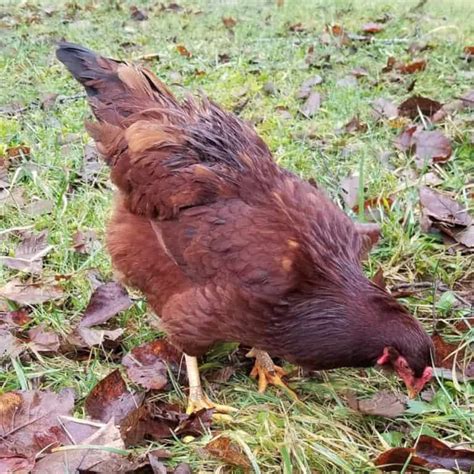 Buckeye Chicken Eggs Height Size And Raising Tips