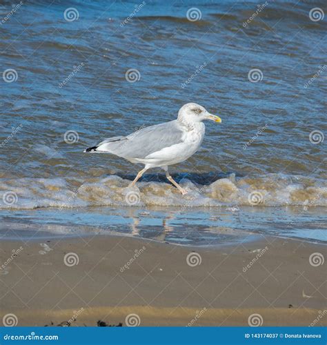 Uma Gaivota Que Anda Ao Longo Do Litoral Vista Lateral Imagem De Stock