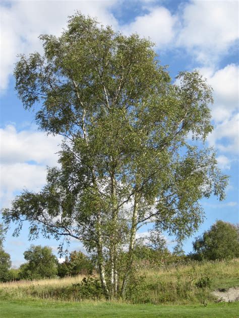 Silver Birch - Tree Guide UK Silver Birch identification