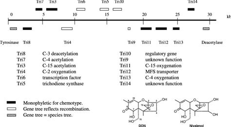 Diagram Of The Trichothecene Biosynthetic Tri Gene Cluster Of A