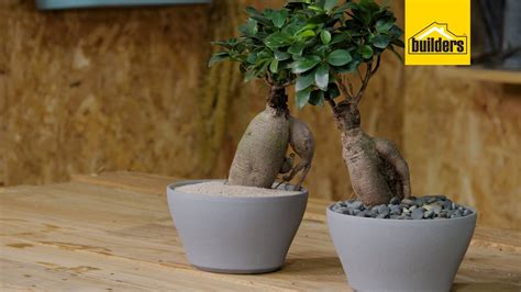 Taking Care Of A Ginseng Ficus YouTube