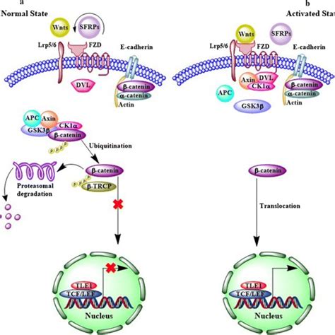 Hbv Proteins Mediate Activation Of Wntβ Catenin Pathway Hbv Proteins Download Scientific