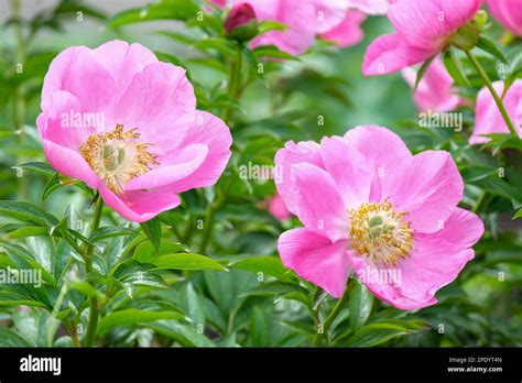 Paeonia Veitchii Leiocarpa Hi Res Stock Photography And Images Alamy