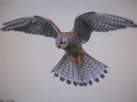 Kestrel | Animals, Owl, Bird