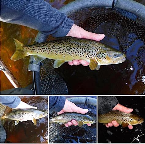 Trout Fly Fishing In 2023 On The Beautiful Welsh Dee