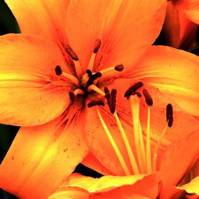 Orange Lily | Karl Voss | Artprintstopia