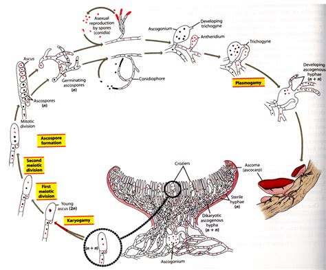 Ascospore Formation