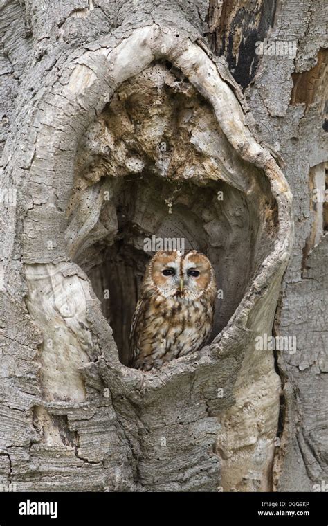 Tawny Owl Strix Aluco Adult Perched In Hollow Tree Suffolk England