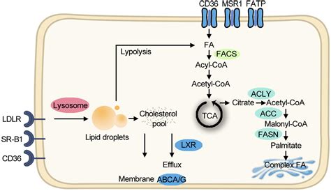 Frontiers Obesity Related Fatty Acid And Cholesterol Metabolism In