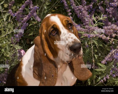 Bassett Hound Head Shot Stock Photo Alamy