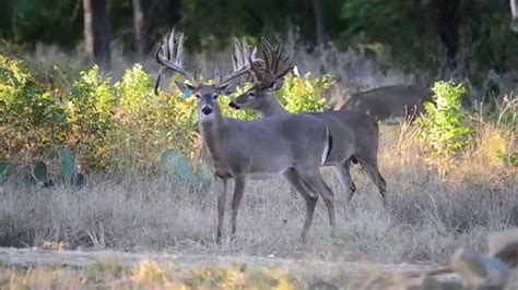 200 Inch Whitetail Bucks Youtube