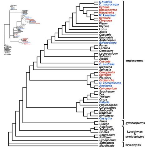 One Of Mp Trees Constructed By Plastid S Rdna Sequences The