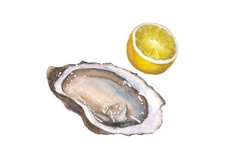 Watercolor Oyster And Lemon Isolated On White Background Stock Vector Illustration Of Healthy