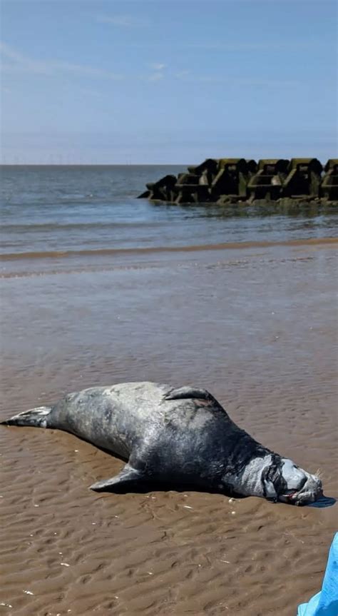 Heartbreak As Dead Seal With Plastic Bag In Its Mouth Found On Beach