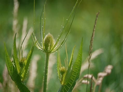 Kostenlose foto Natur Gras blühen stachelig Tau Feld Rasen