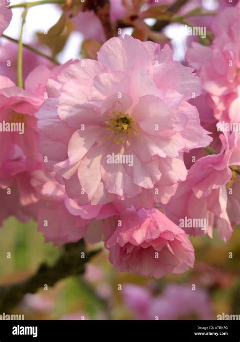 Oriental Cherry Prunus Serrulata Kanzan Banque De Photographies Et D