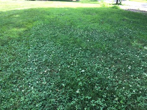 Making A Case For A Clover Turf Lawn Wakeman S White Birch Nursery