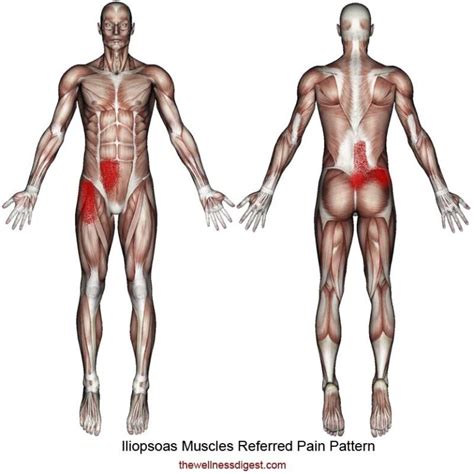 Iliopsoas Muscle Pain The Wellness Digest