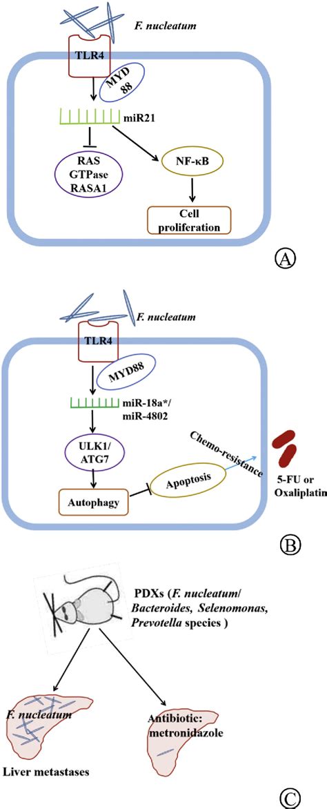 Figure 1 From The Role Of Fusobacterium Nucleatum In Colorectal Cancer