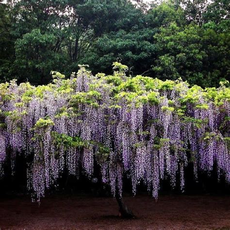 Mixed Color Wisteria Tree Seeds, 10pcs/pack – GreenSeedGarden