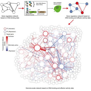 A Roadmap For Gene Regulation In Plants Biosciences Area